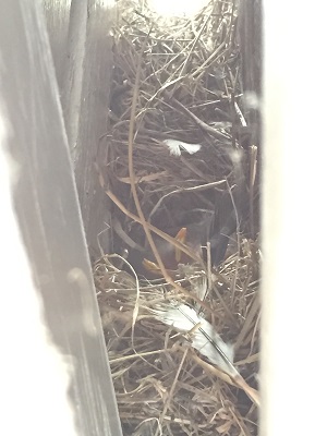 Bird's nest behind the door