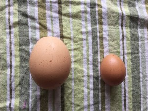 small chicken egg