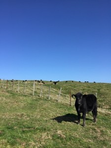 beautiful clear sky with cattle