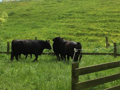 bull and heifer